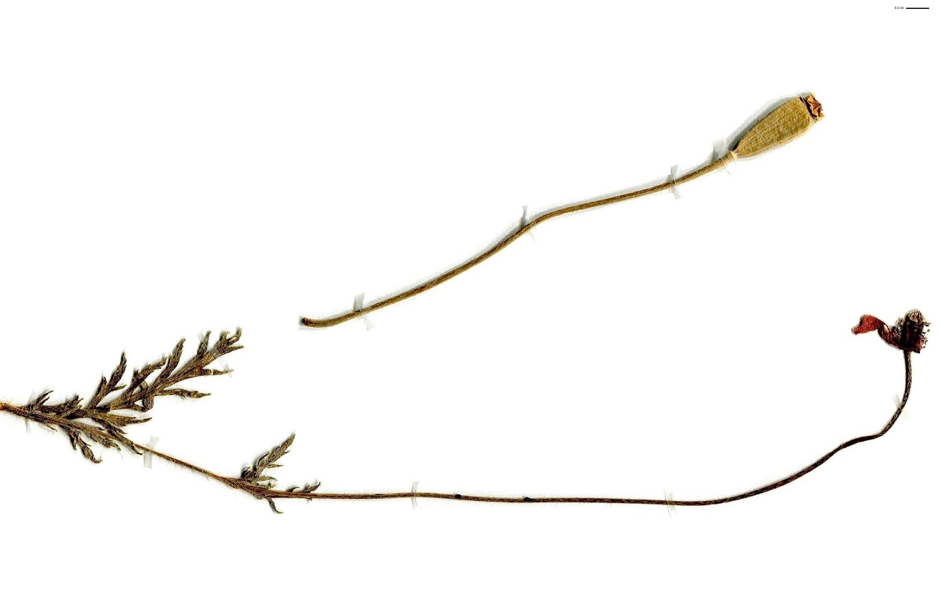Papaver dubium subsp. lecoqii (Papaveraceae)